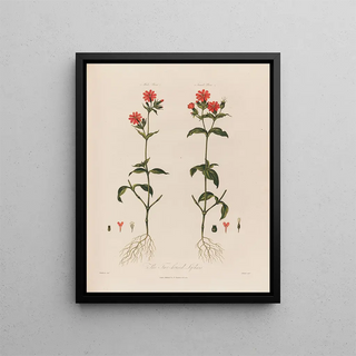 Robert John Thornton - The Twohoused Lychnis.webp