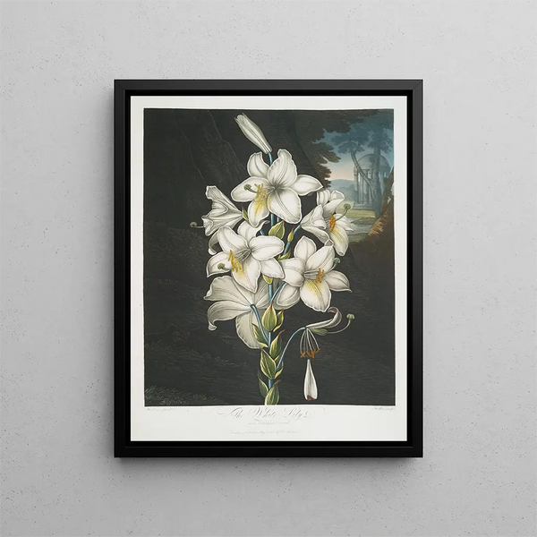El Lirio blanco con hojas variegadas - Robert John Thornton — cuadro enmarcado en la pared