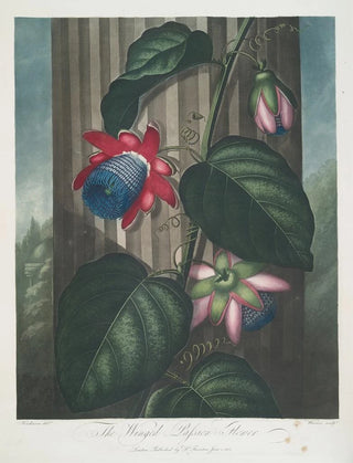 Robert John Thornton - The Winged PassionFlower.webp
