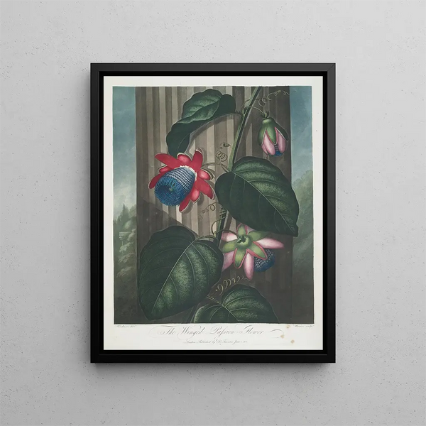 La Passiflore ailée - Robert John Thornton — cuadro enmarcado en la pared
