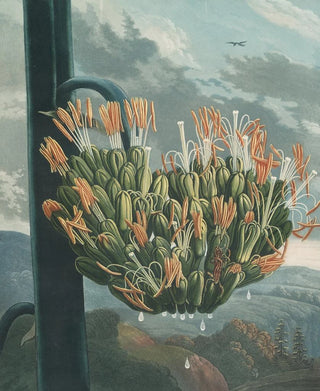 Robert John Thornton - The aloe (Case Conflict).webp
