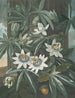 La Passiflore bleue - Robert John Thornton — vista de la obra