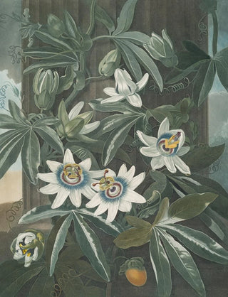 Robert John Thornton - The blue passion flower (Case Conflict).webp