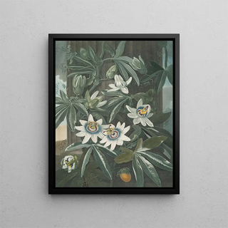 Robert John Thornton - The blue passion flower (Case Conflict).webp