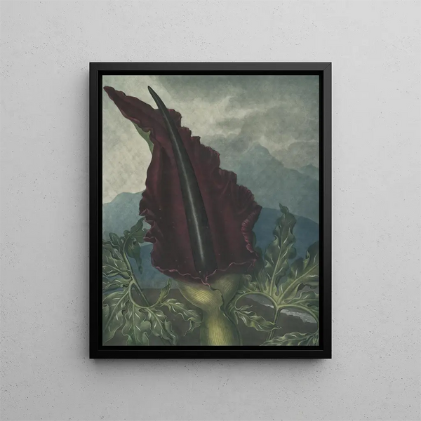 L'Arum dragon - Robert John Thornton — cuadro enmarcado en la pared