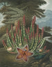 La Stapelia portador de gusanos - Robert John Thornton — vista de la obra