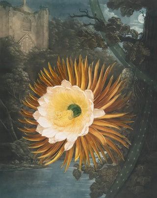 Robert John Thornton - The nightblowing cereus (Case Conflict).webp
