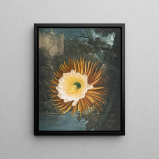 Robert John Thornton - The nightblowing cereus (Case Conflict).webp