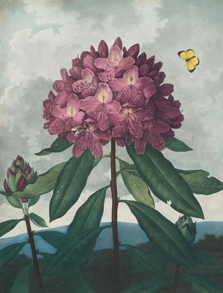 Robert John Thornton - The pontic rhododendron (Case Conflict).webp