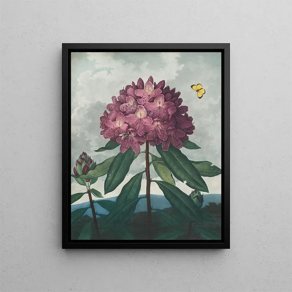 El rododendro pontico - Robert John Thornton — cuadro enmarcado en la pared