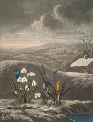 Robert John Thornton - The snowdrop (Case Conflict).webp