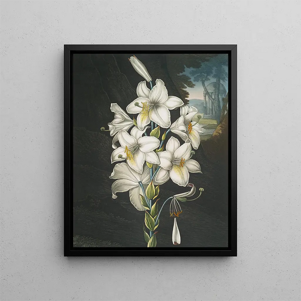 El Lirio blanco con hojas variegadas - Robert John Thornton — cuadro enmarcado en la pared