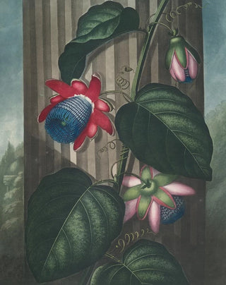 Robert John Thornton - The winged passionflower (Case Conflict).webp