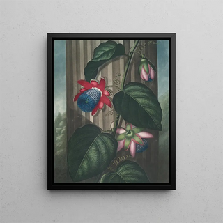 Robert John Thornton - The winged passionflower (Case Conflict).webp