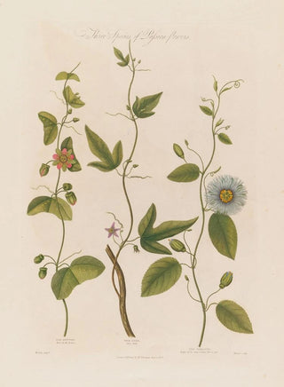 Robert John Thornton - Three Species of Passionflowers The Dotted The Cork The Serrated.webp