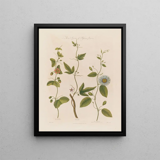 Robert John Thornton - Three Species of Passionflowers The Dotted The Cork The Serrated.webp