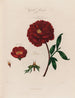 Pions monstres végétaux - Robert John Thornton — artwork view