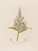 Veratrum album ou Hellébore blanc - Robert John Thornton — vista de la obra