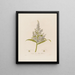 Veratrum album ou Hellébore blanc - Robert John Thornton — cuadro enmarcado en la pared