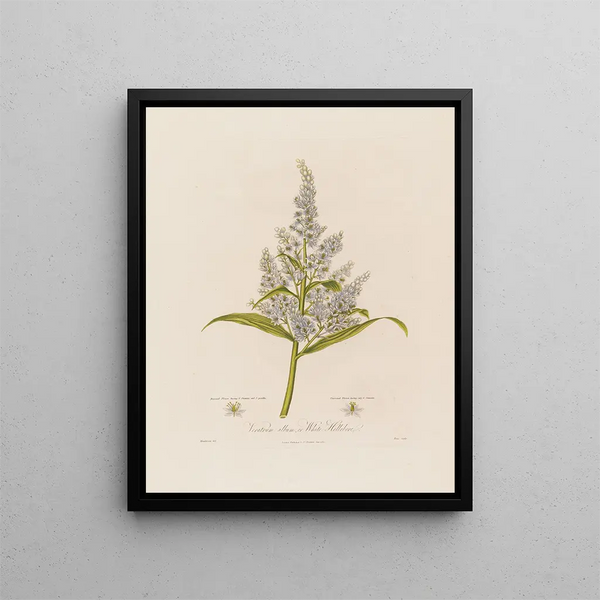 Veratrum album ou Hellébore blanc - Robert John Thornton — cuadro enmarcado en la pared