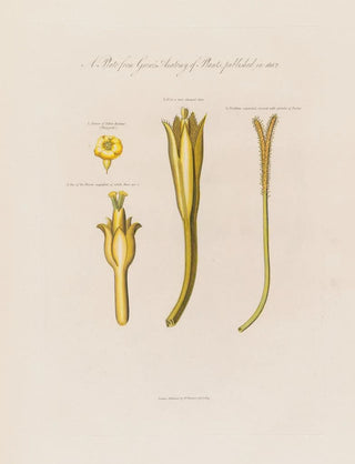 Robert John Thornton - Yellow henbane.webp