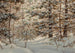 Pin d'hiver - Robert Melvin Decker — vista de la obra
