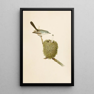 Robert Ridgway - Die Nordamerikanische Vogelwelt pl07.webp