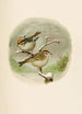 The World of North American Birds pl08 - Robert Ridgway — artwork view