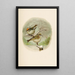 The World of North American Birds pl08 - Robert Ridgway — framed artwork on a wall