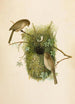 The World of North American Birds pl09 - Robert Ridgway — artwork view