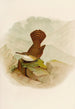 The World of North American Birds pl10 - Robert Ridgway — artwork view