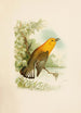 The world of North American birds pl11 - Robert Ridgway — artwork view