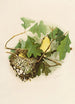 The World of North American Birds pl17 - Robert Ridgway — artwork view