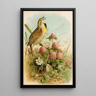 Robert Ridgway - Die Nordamerikanische Vogelwelt pl29.webp