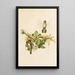 The world of North American birds pl35 - Robert Ridgway — framed artwork on a wall