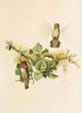 The world of North American birds pl35 - Robert Ridgway — artwork view