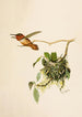 The World of North American Birds pl36 - Robert Ridgway — artwork view