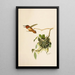 The World of North American Birds pl36 - Robert Ridgway — framed artwork on a wall