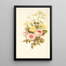 Rosa pompón Estrella de Belén Prímula Oxalis - Robert Tyas — cuadro enmarcado en la pared