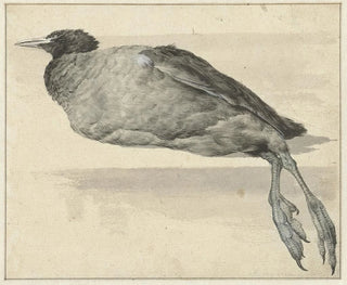 Rochus van Veen - Dode meerkoet.webp