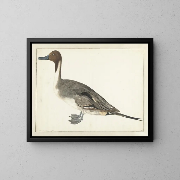 Canard siffleur - Rochus van Veen — framed artwork on a wall