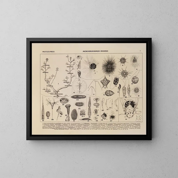 Atlas de la fauna de Brasil Pl01 - Rodolpho von Ihering — cuadro enmarcado en la pared