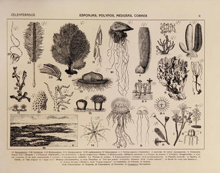 Rodolpho von Ihering - Atlas da Fauna do Brasil Pl02.webp