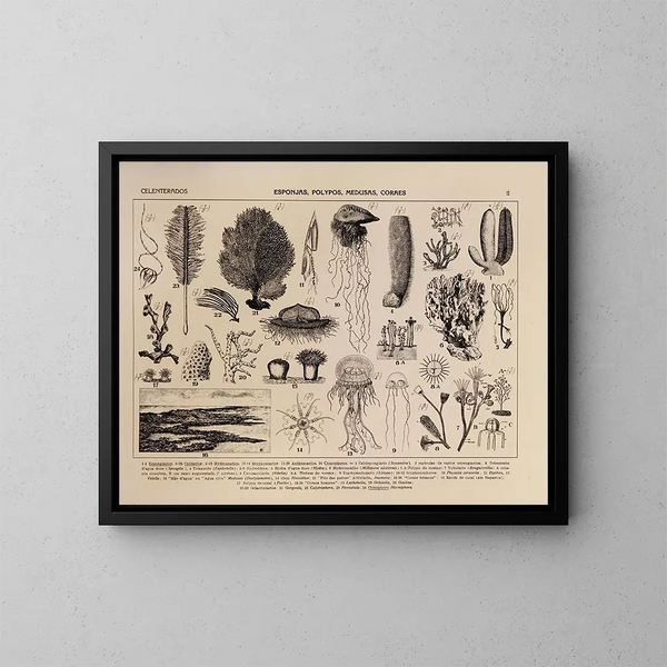 Atlas de la fauna de Brasil Pl02 - Rodolpho von Ihering — cuadro enmarcado en la pared
