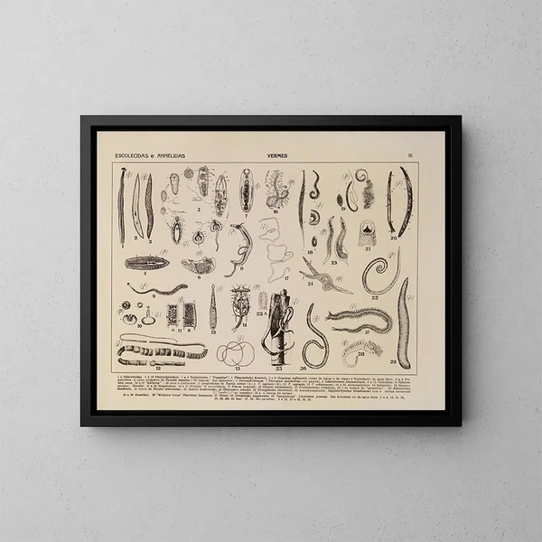 Atlas de la fauna de Brasil Pl03 - Rodolpho von Ihering — cuadro enmarcado en la pared