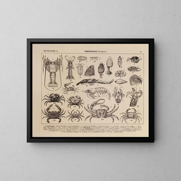 Atlas de la fauna de Brasil Pl04 - Rodolpho von Ihering — cuadro enmarcado en la pared