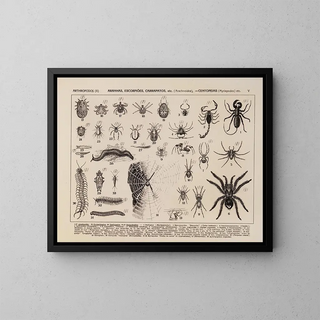 Rodolpho von Ihering - Atlas da Fauna do Brasil Pl05.webp
