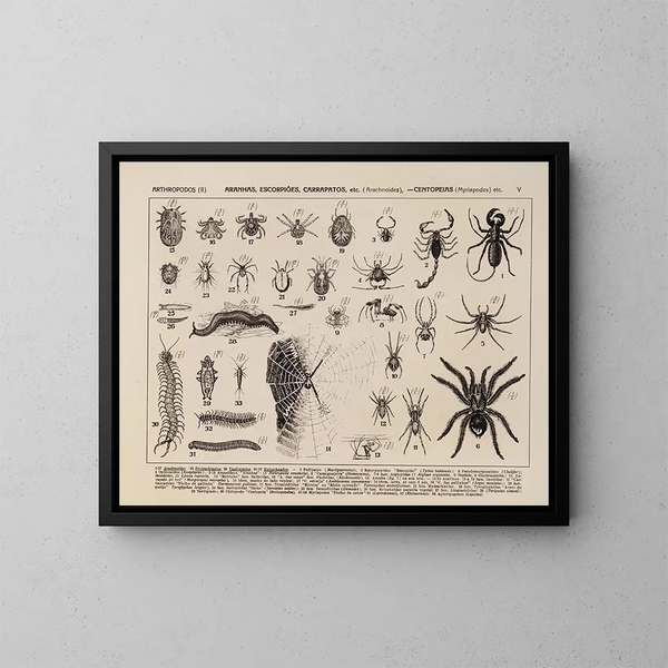 Atlas de la fauna de Brasil Pl05 - Rodolpho von Ihering — cuadro enmarcado en la pared