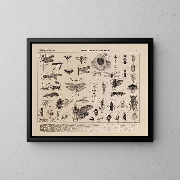 Atlas de la fauna de Brasil Pl06 - Rodolpho von Ihering — cuadro enmarcado en la pared