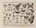 Atlas de la fauna de Brasil Pl07 - Rodolpho von Ihering — vista de la obra